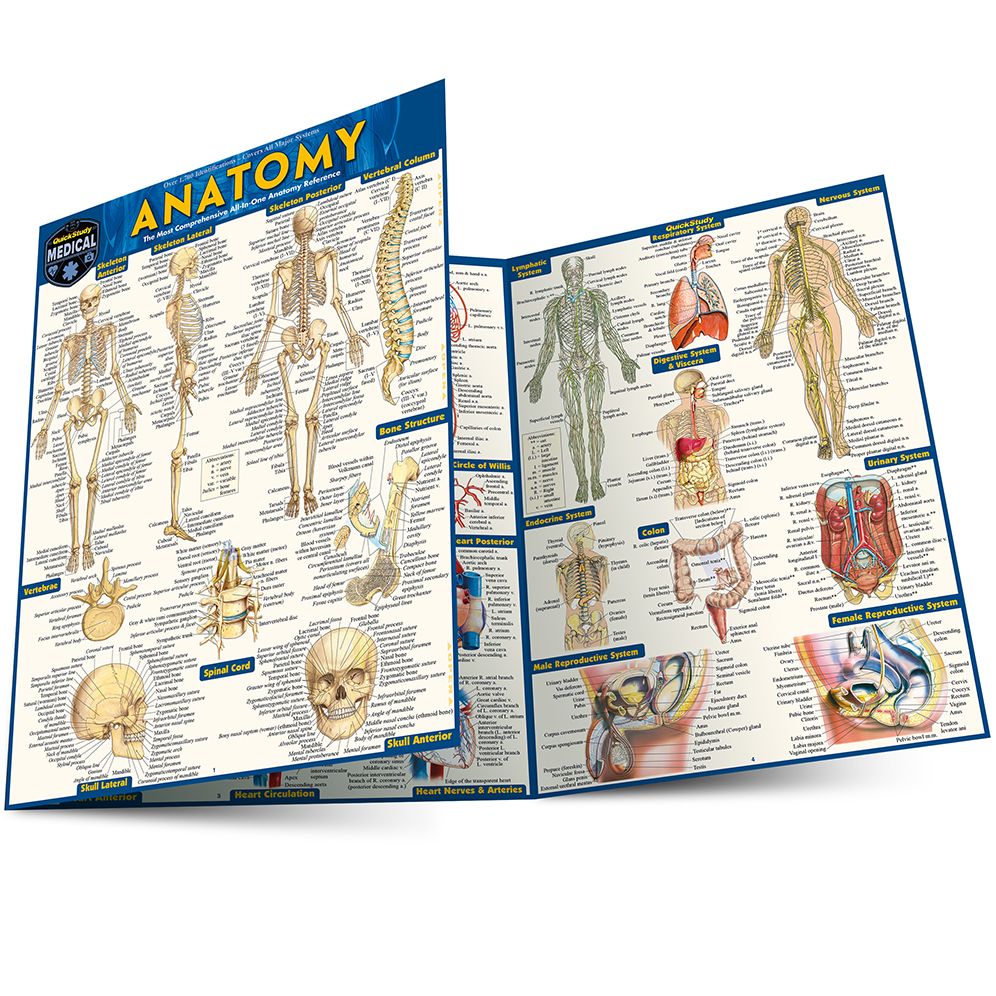Anatomy: QuickStudy Laminated Reference Guide