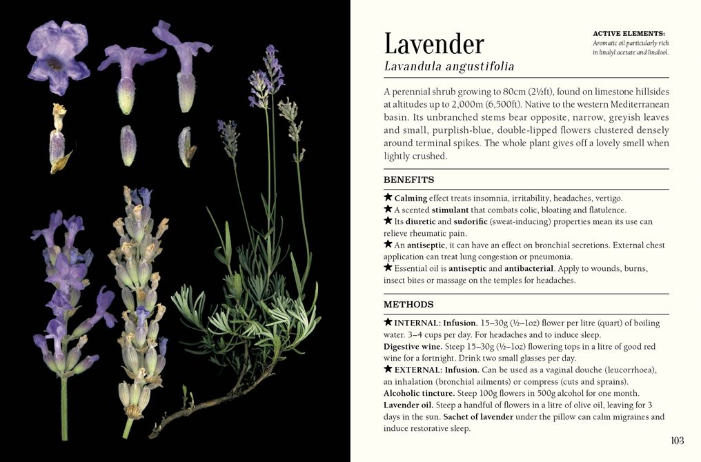 The Pocket Book of Plants that Heal: The illustrated herbarium of medicinal plants
