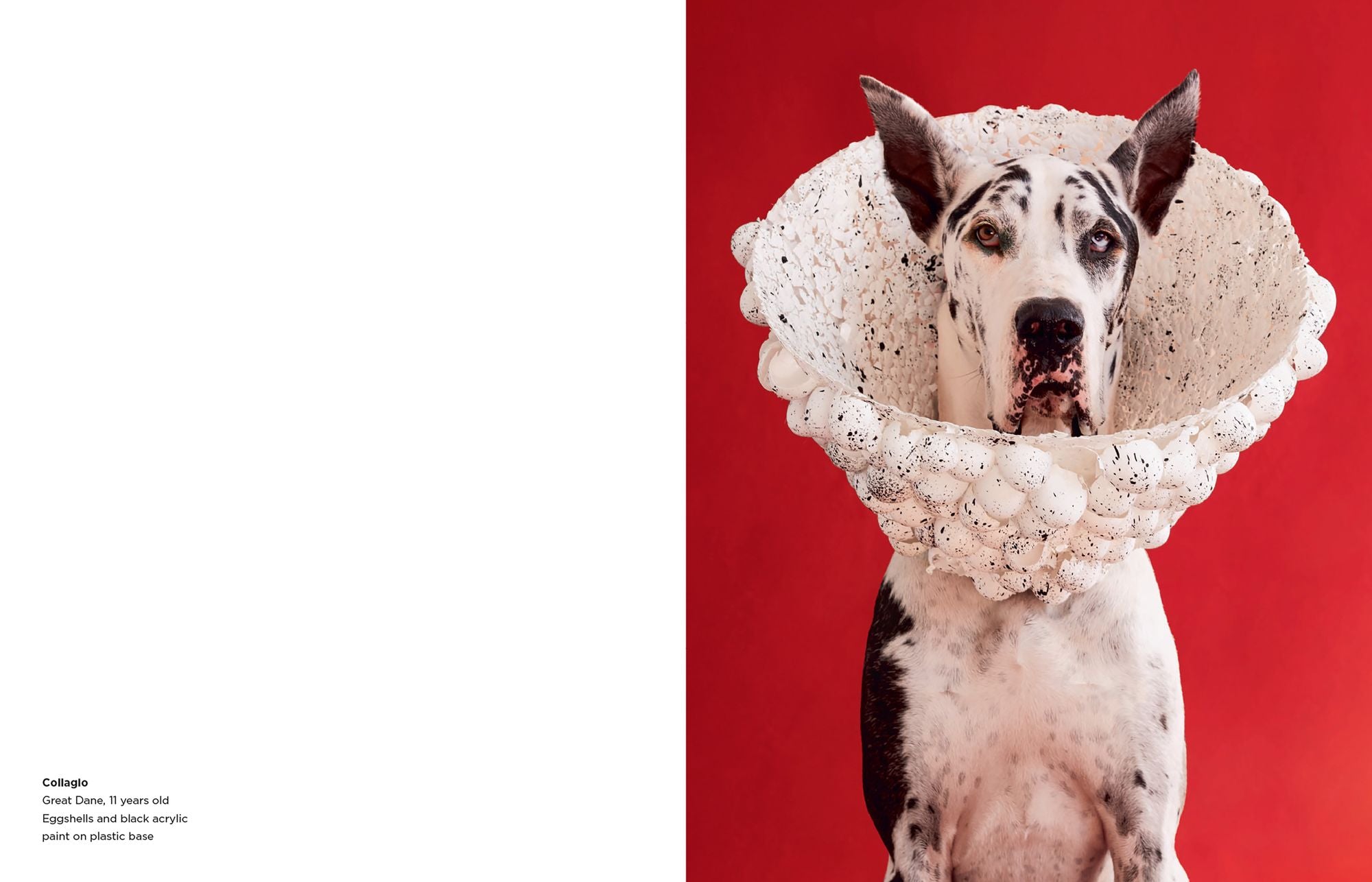 Cone of Shame