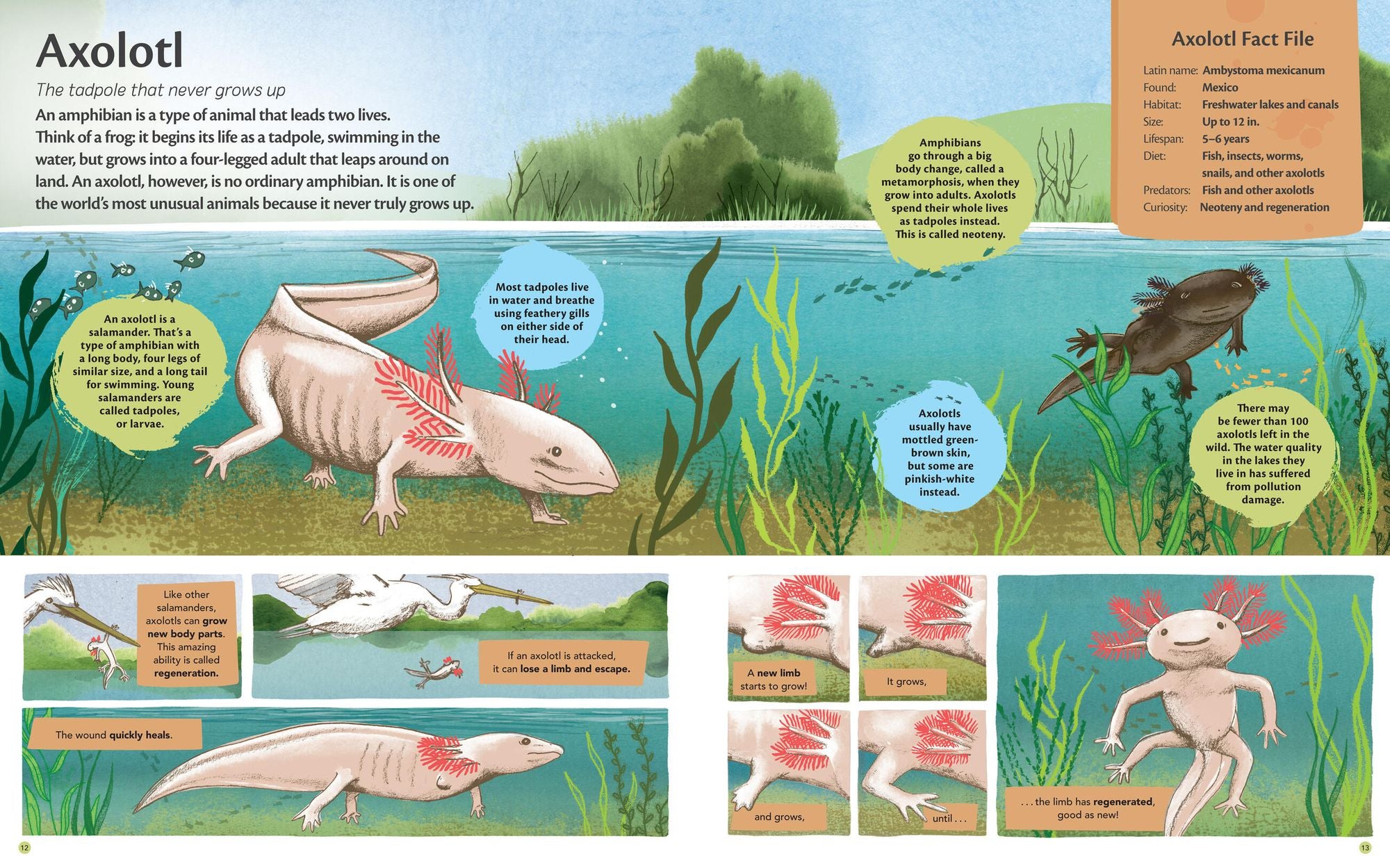 Curious Features of Extraordinary Creatures: The Amazing True Stories of the World's Weirdest Animals