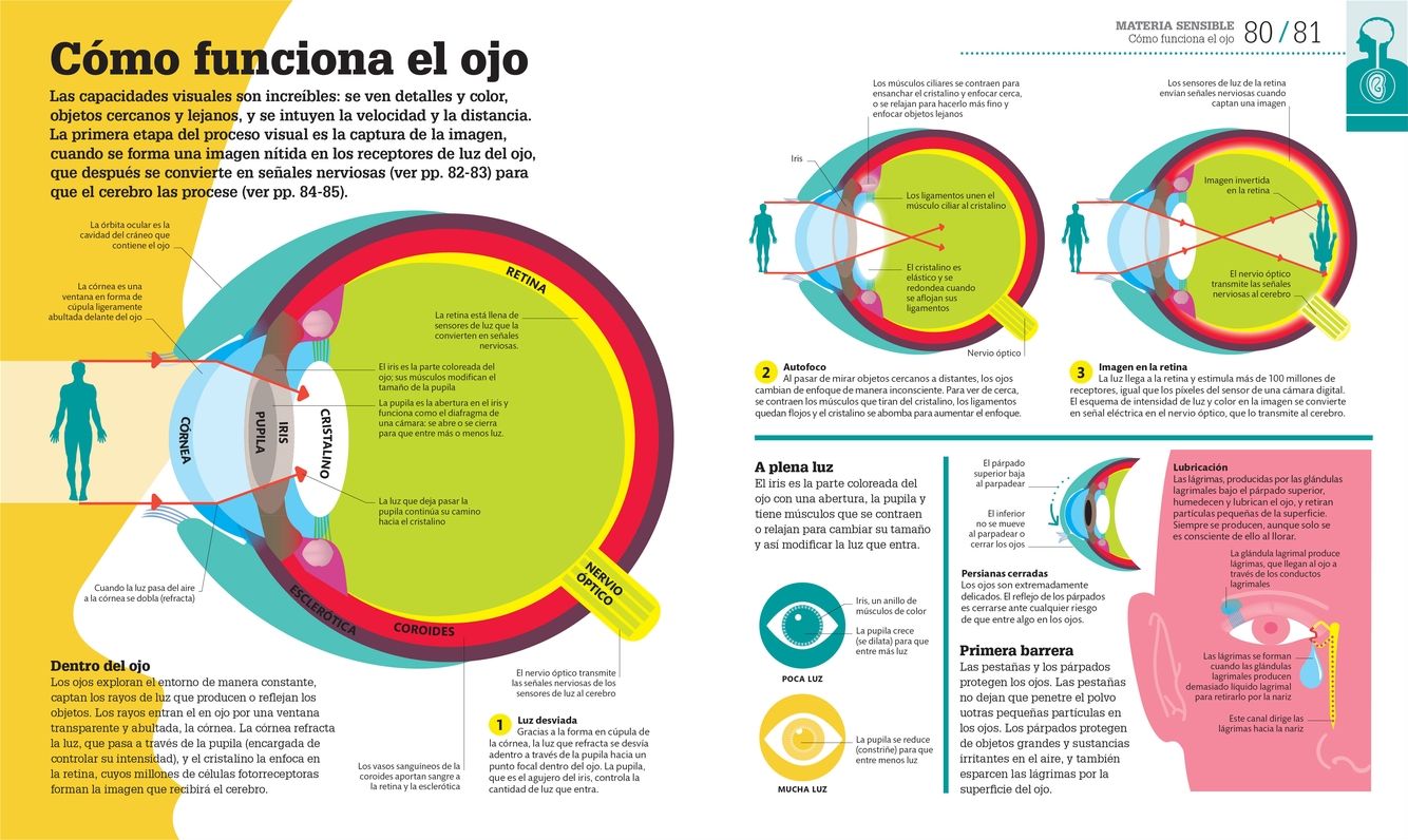 Cómo funciona el cuerpo humano (How the Body Works): Guía gráfica de nuestro organismo
