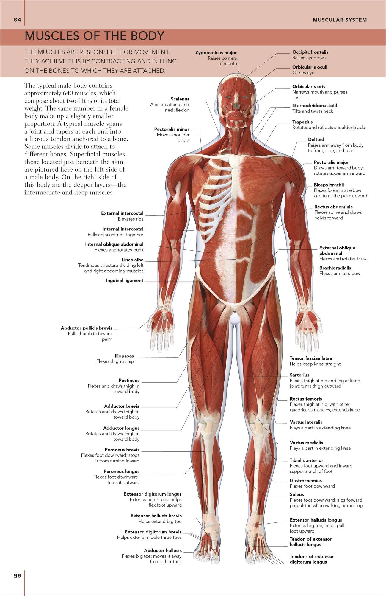 The Concise Human Body Book