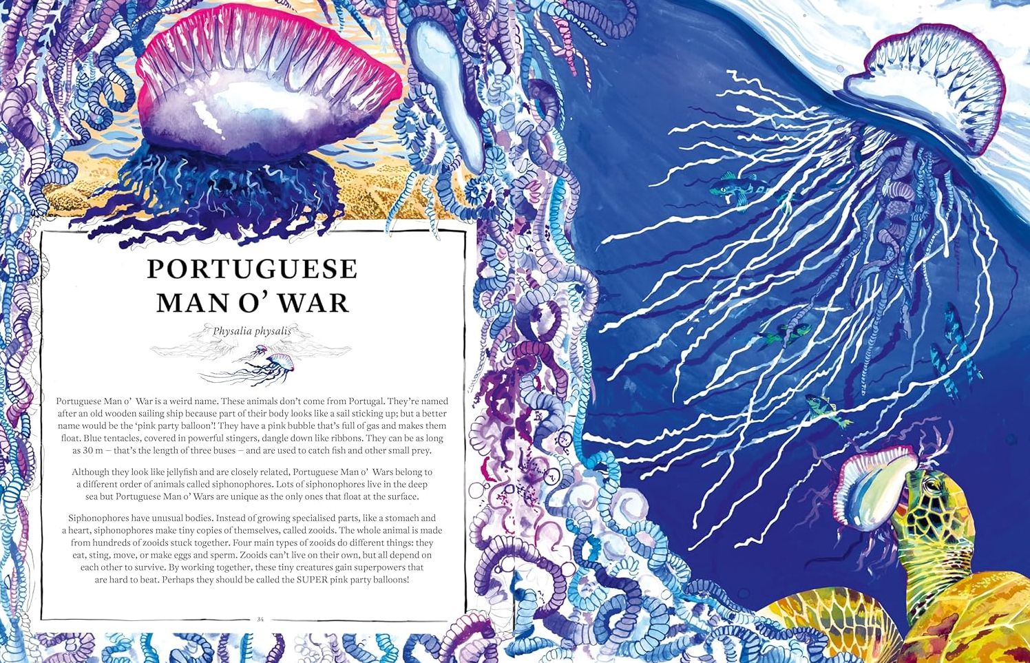 Oceanopedia
