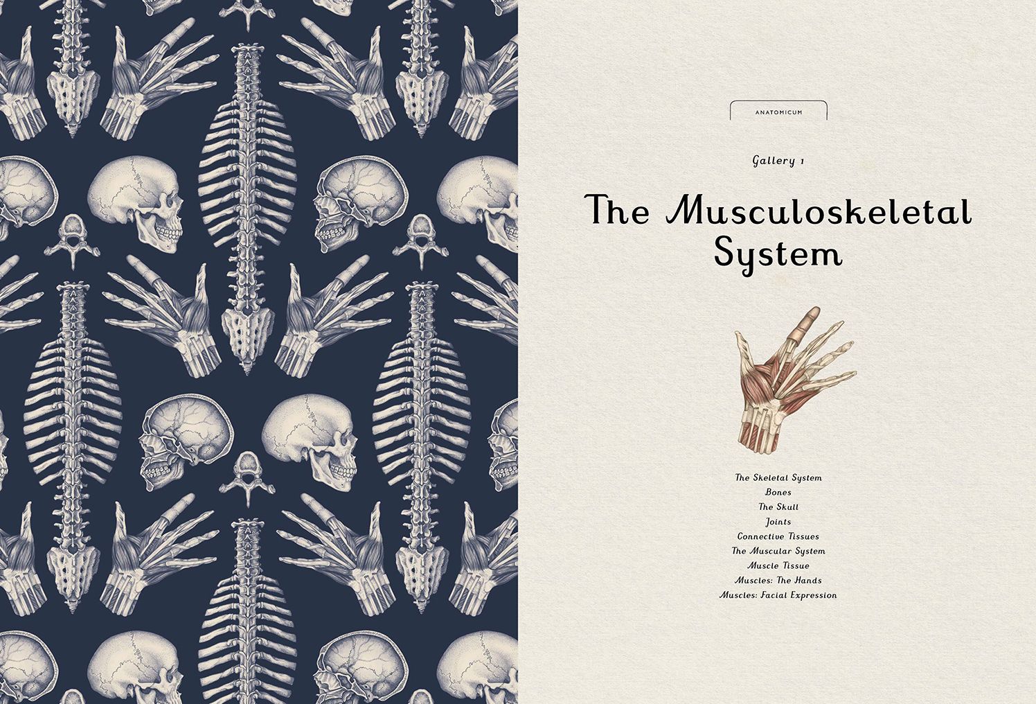 Anatomicum: Welcome to the Museum