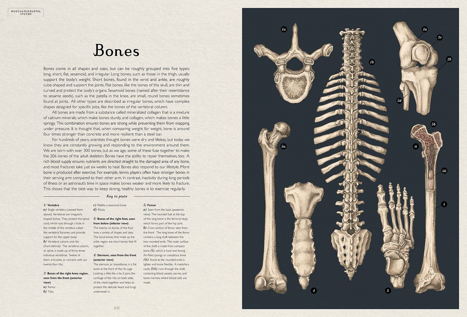 Anatomicum: Welcome to the Museum