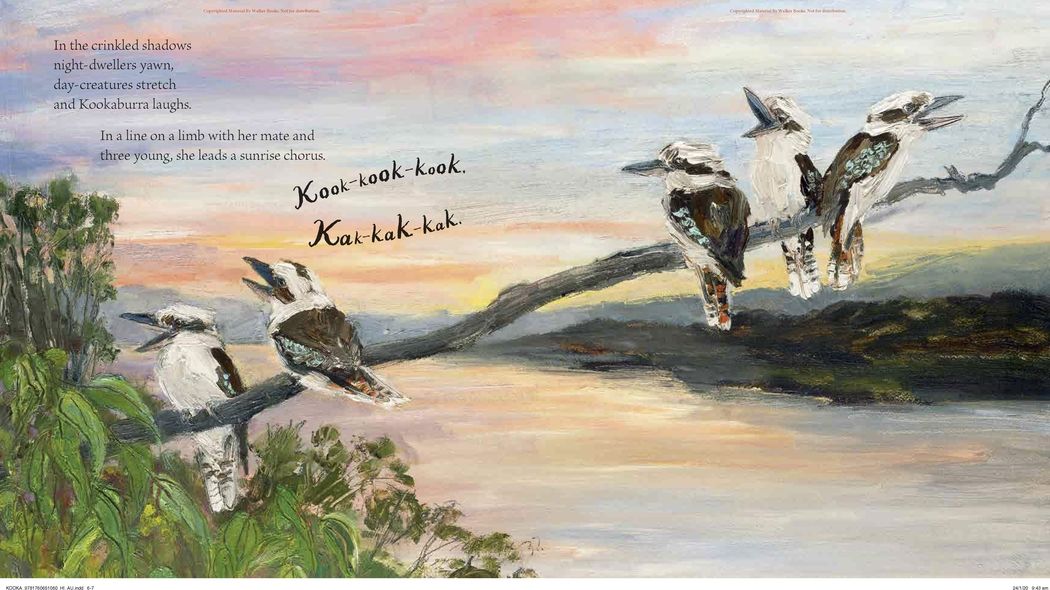Kookaburra