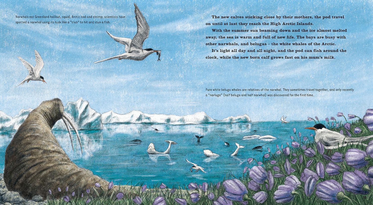 Narwhal: The Arctic Unicorn