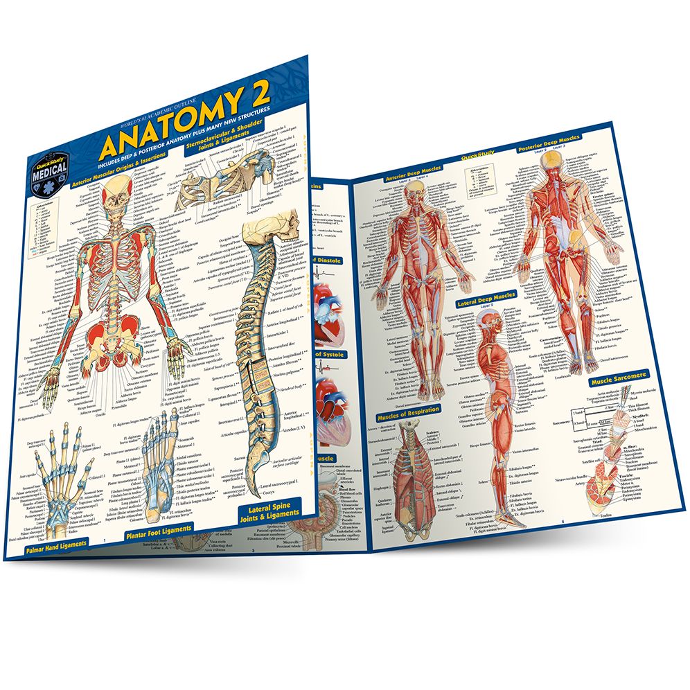 Anatomy 2 - Reference Guide (8.5 x 11): a QuickStudy Laminated Reference Guide