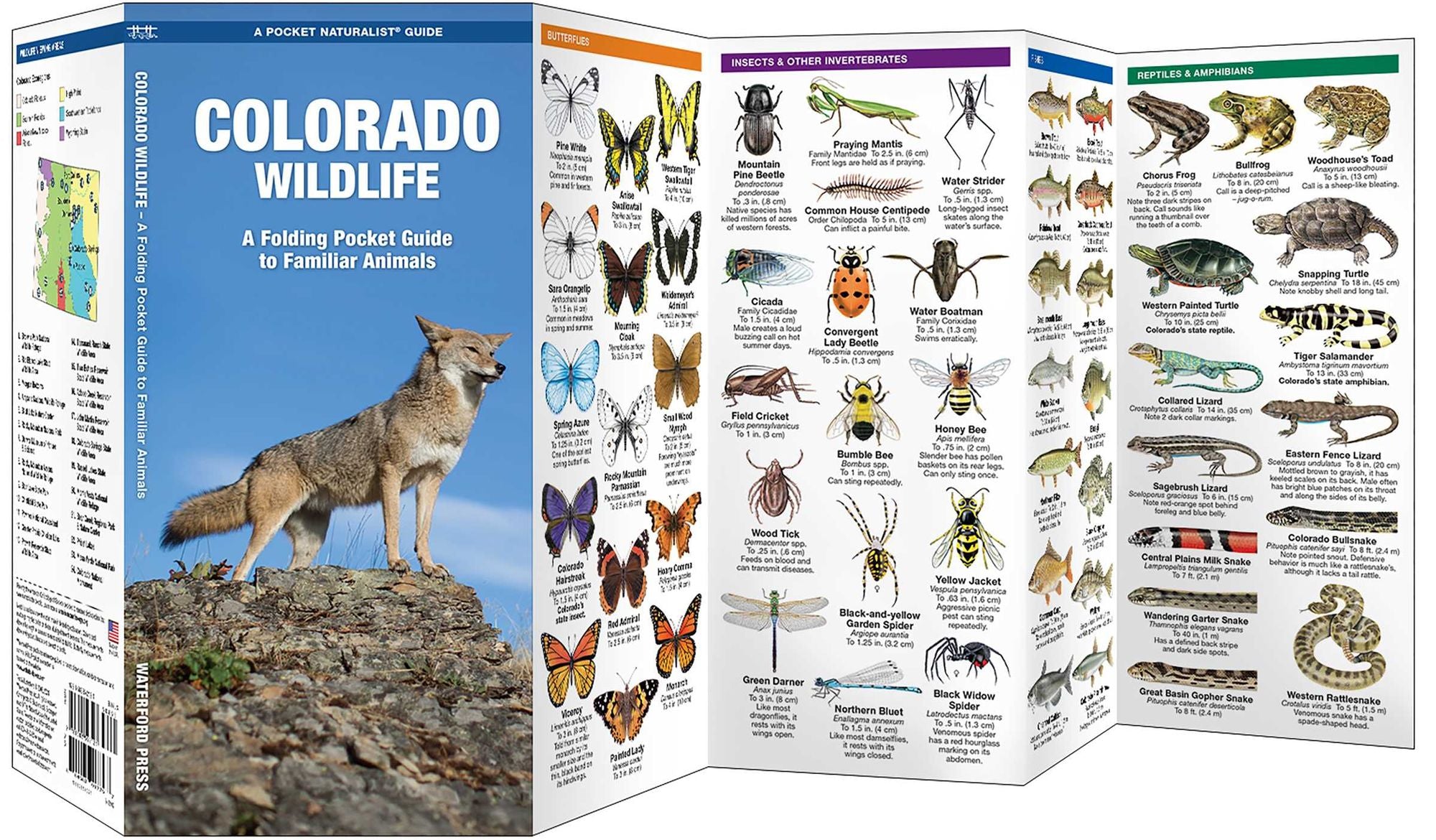Colorado Wildlife: A Folding Pocket Guide to Familiar Animals