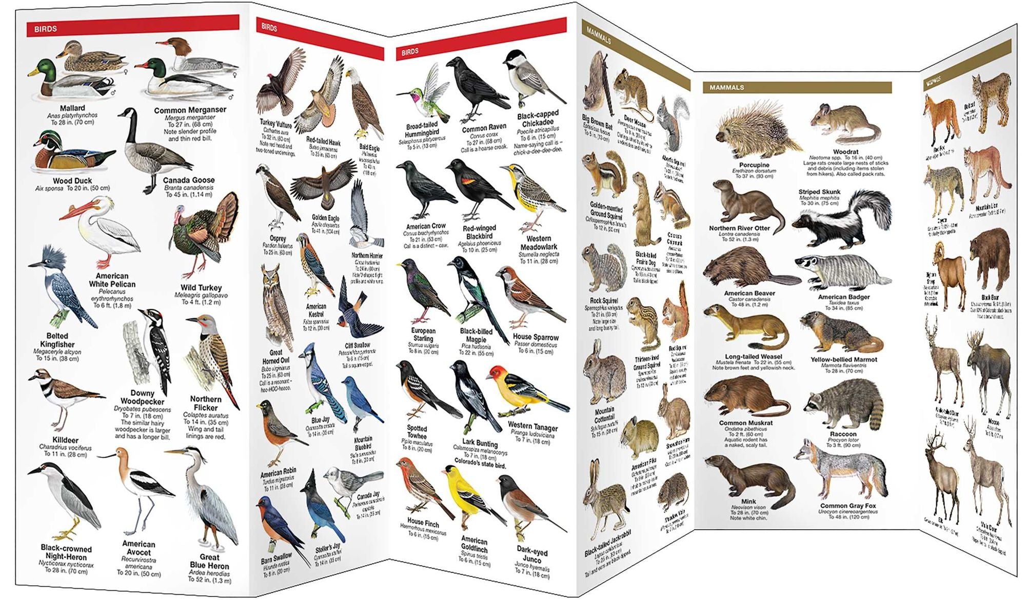 Colorado Wildlife: A Folding Pocket Guide to Familiar Animals
