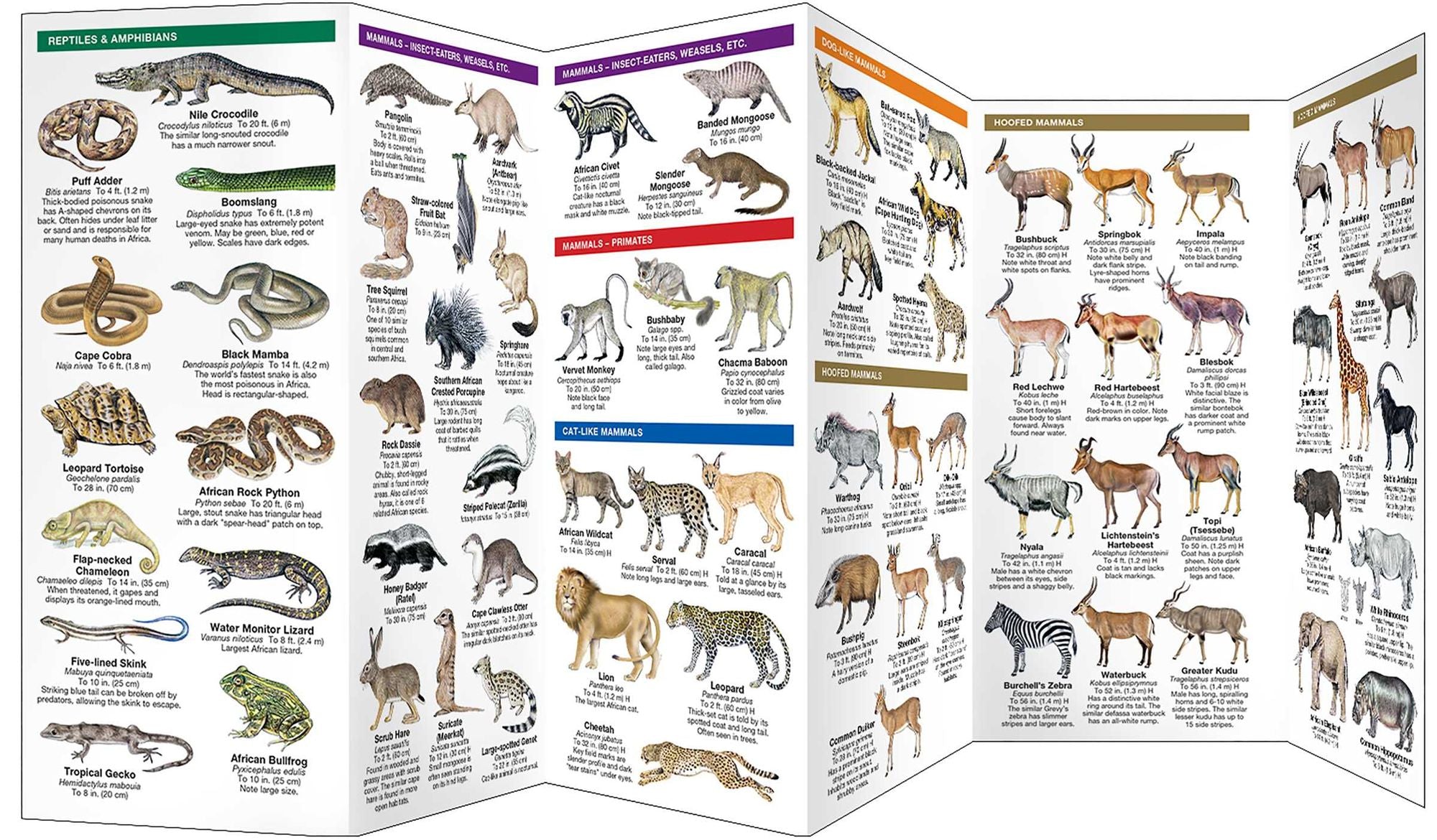 South Africa Wildlife: A Folding Pocket Guide to Familiar Animals