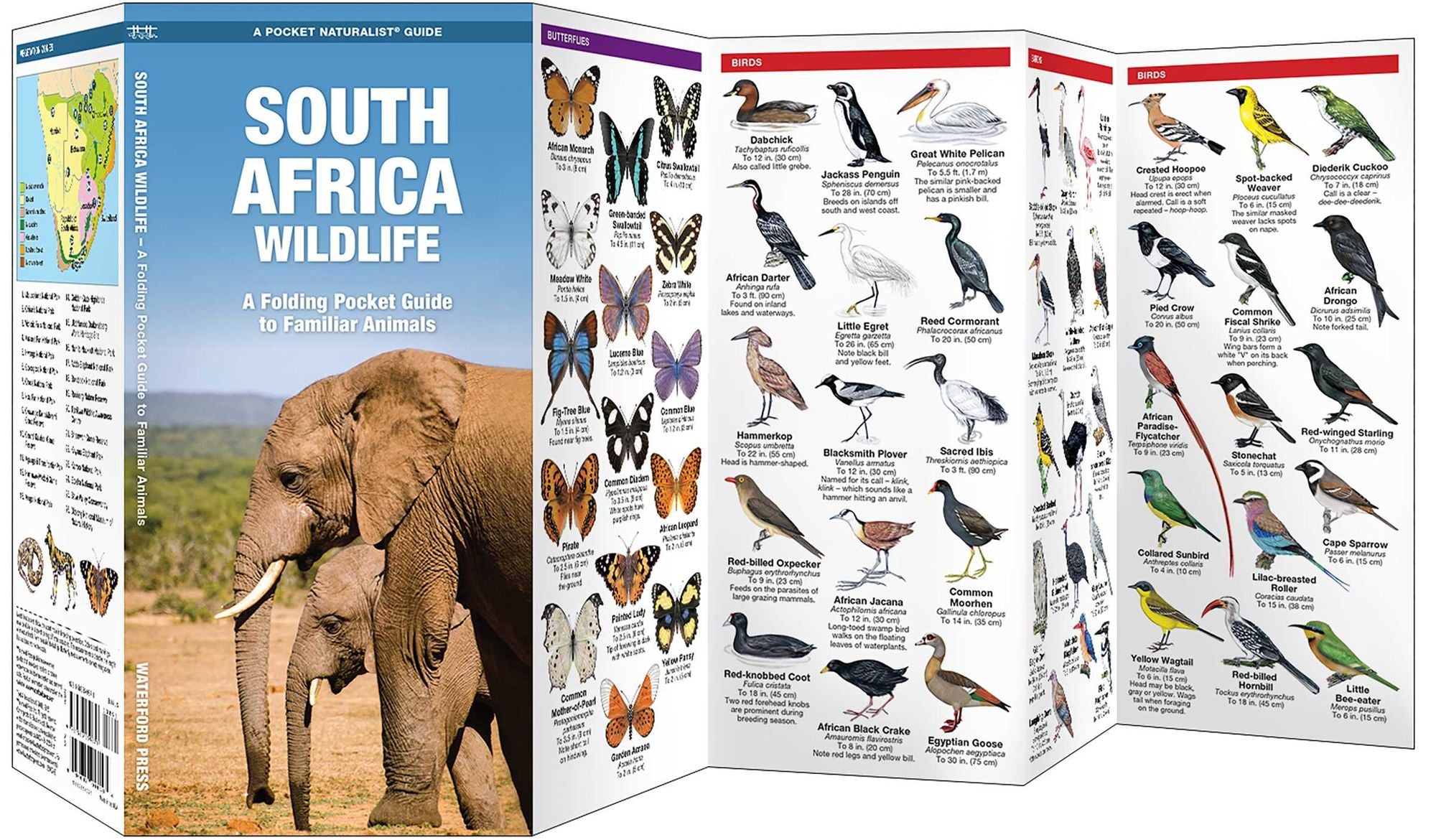 South Africa Wildlife: A Folding Pocket Guide to Familiar Animals