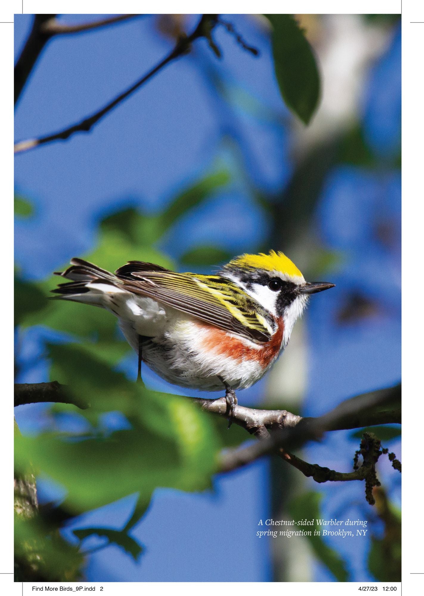 Find More Birds: 111 Surprising Ways to Spot Birds Wherever You Are