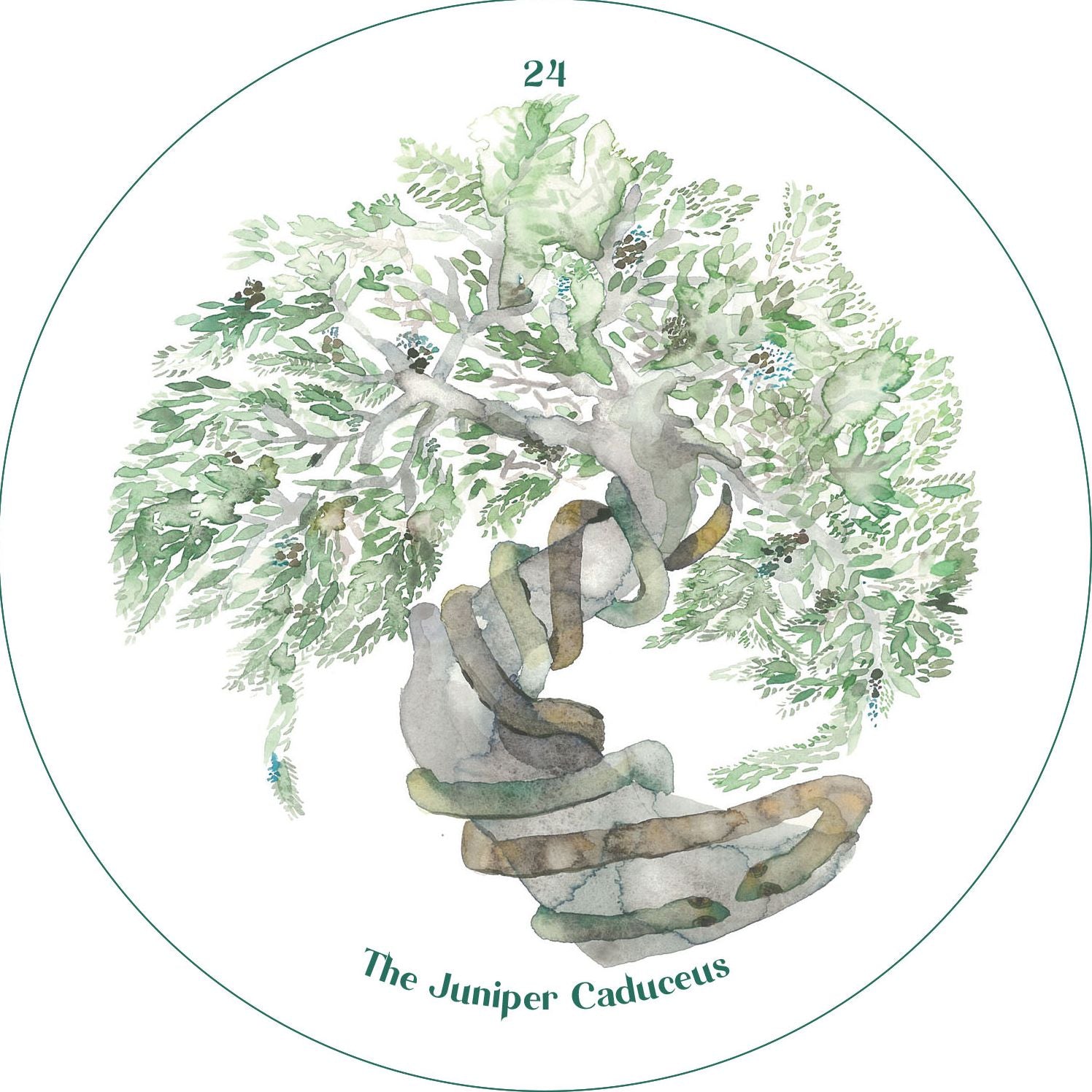 The Cantigee Oracle: An Ecological Spiritual Guide and Creative Prompt Deck