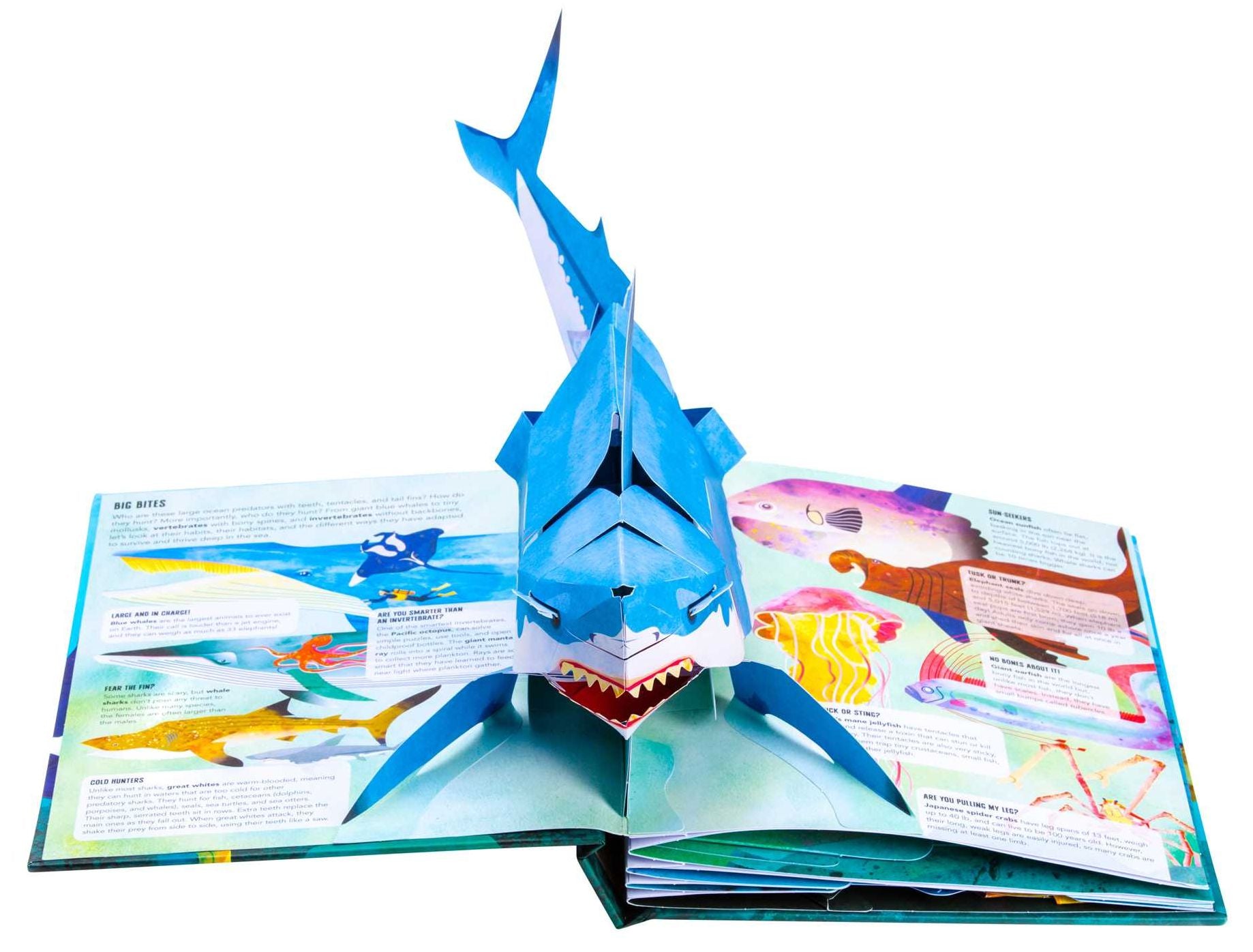 Teeth, Tentacles, and Tail Fins (Reinhart Pop-Up Studio): A Wild Ocean Pop-Up (Reinhart Studios) (Ocean Book for Kids, Shark Book for Kids, Nature Book for Kids)