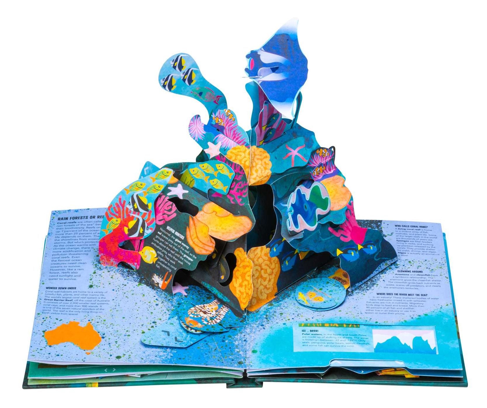 Teeth, Tentacles, and Tail Fins (Reinhart Pop-Up Studio): A Wild Ocean Pop-Up (Reinhart Studios) (Ocean Book for Kids, Shark Book for Kids, Nature Book for Kids)