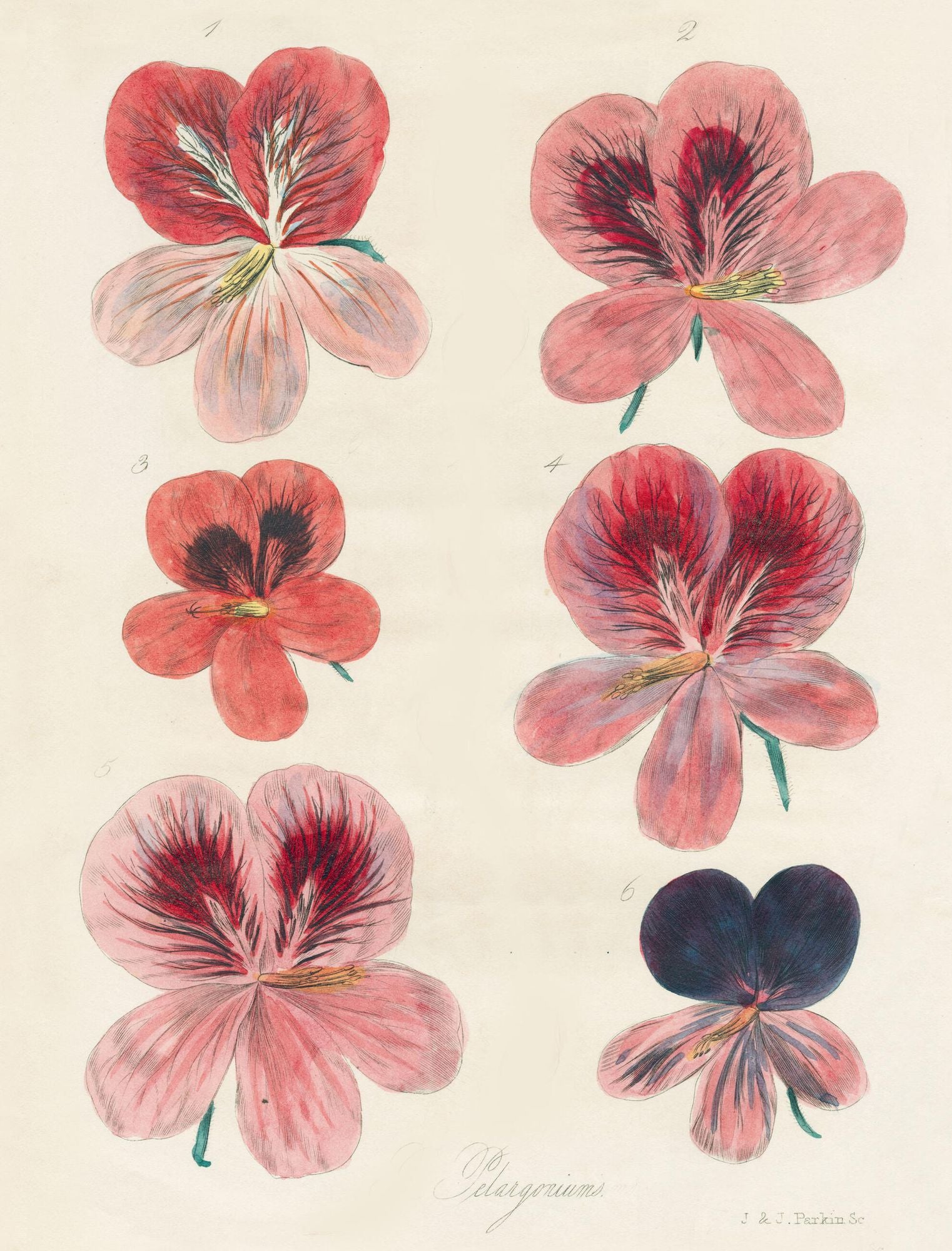 John Derian Wrapping Paper Book