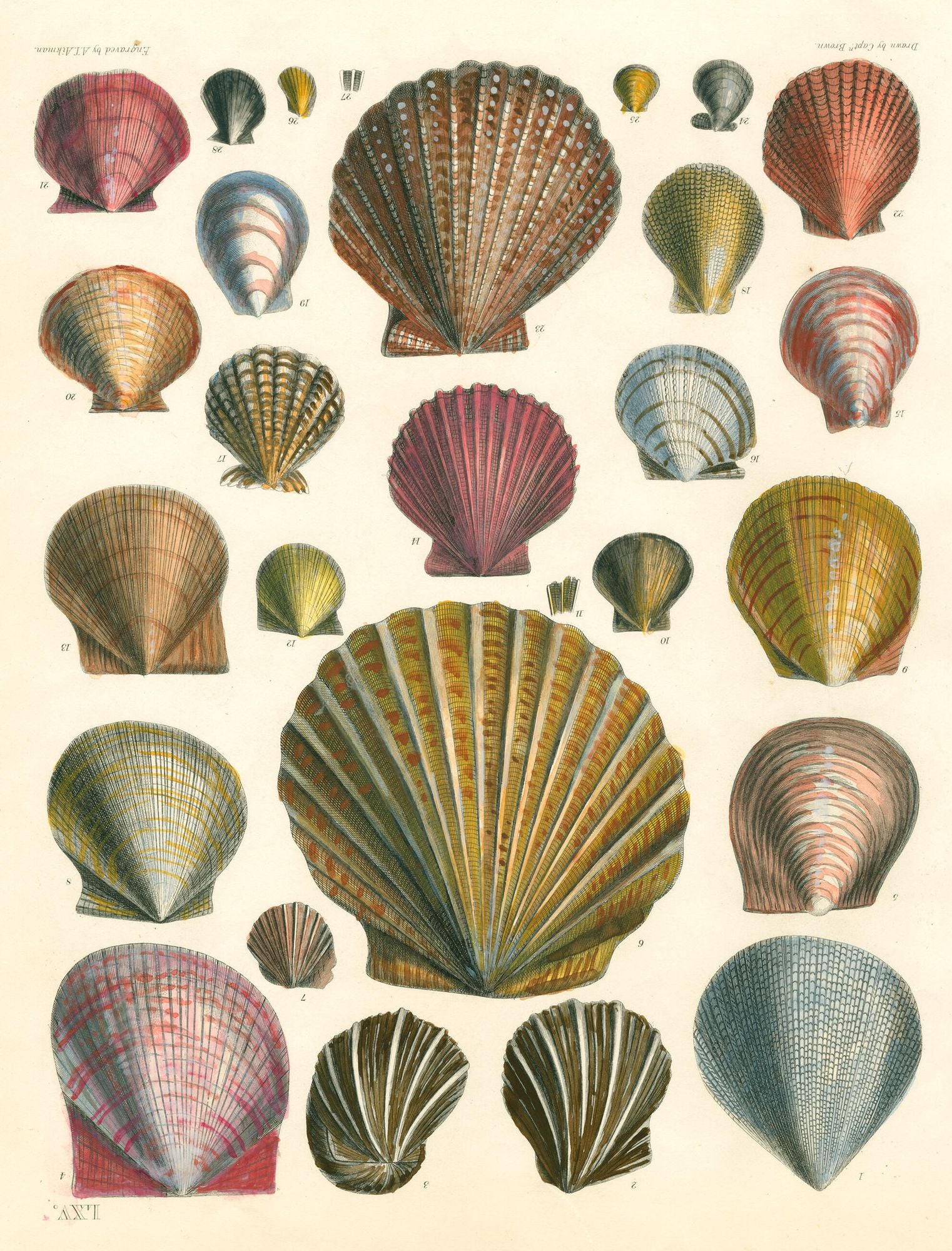 John Derian Wrapping Paper Book