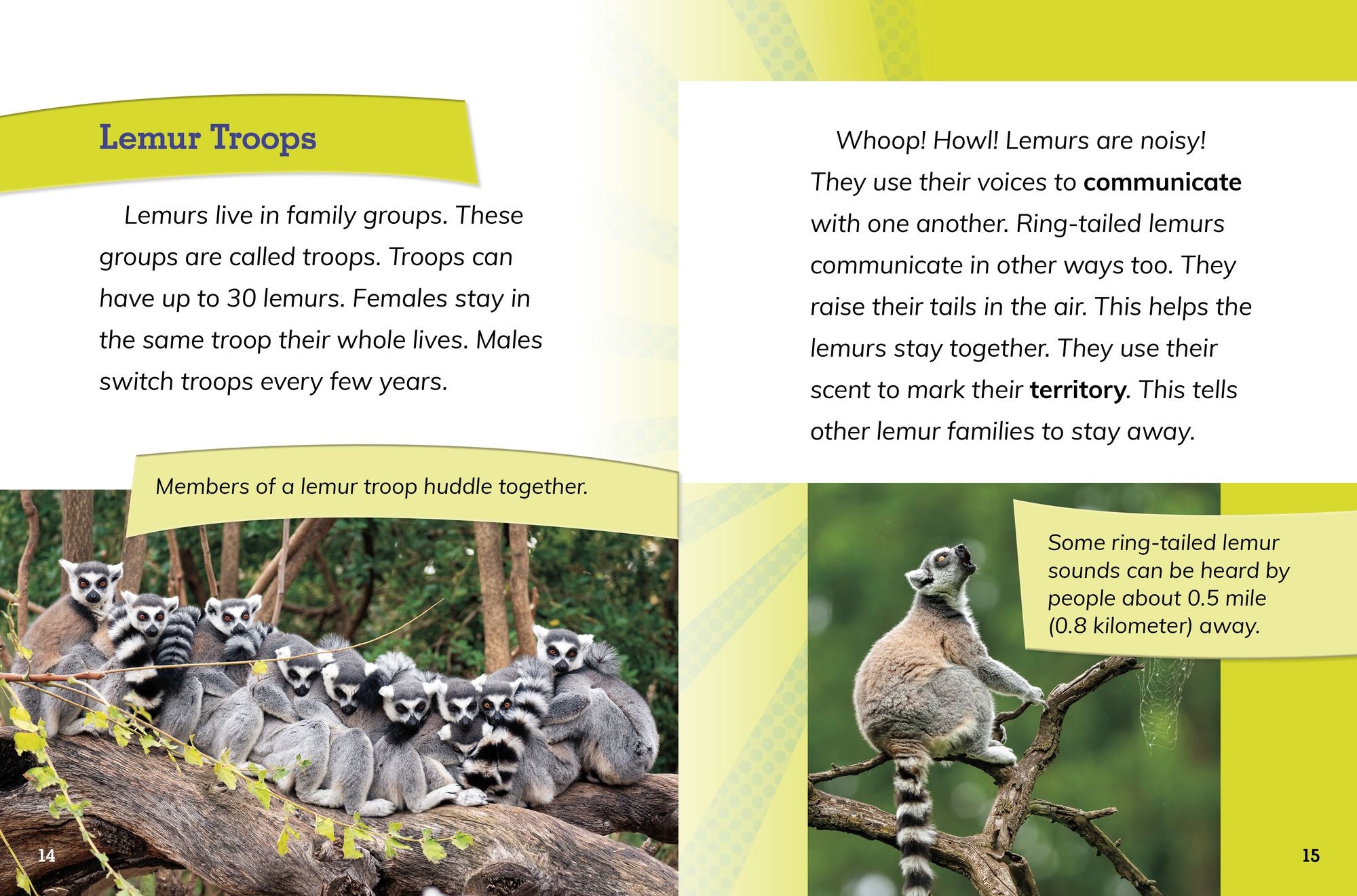 Ring-Tailed Lemur Princesses: Rulers of the Troop