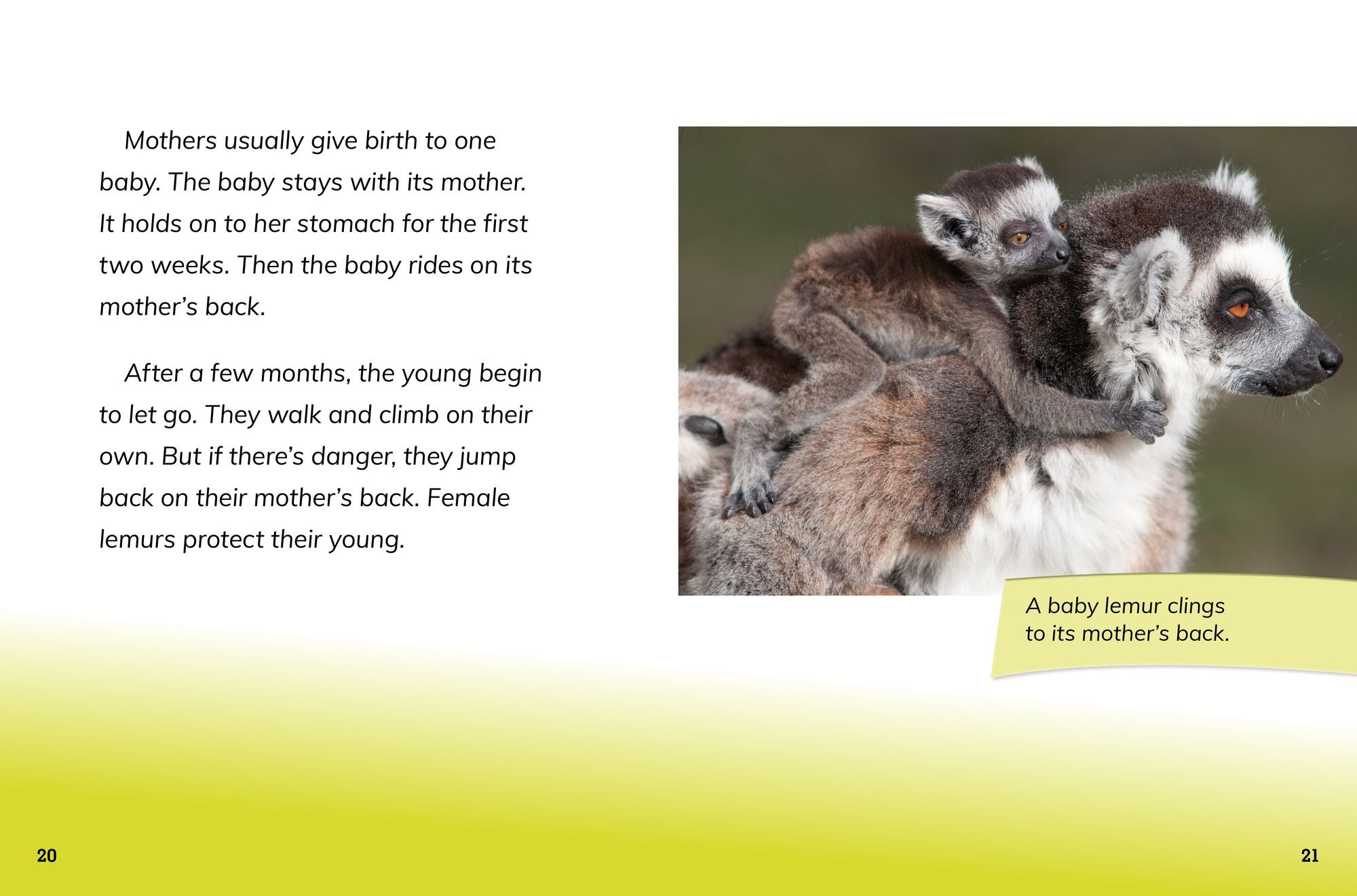 Ring-Tailed Lemur Princesses: Rulers of the Troop