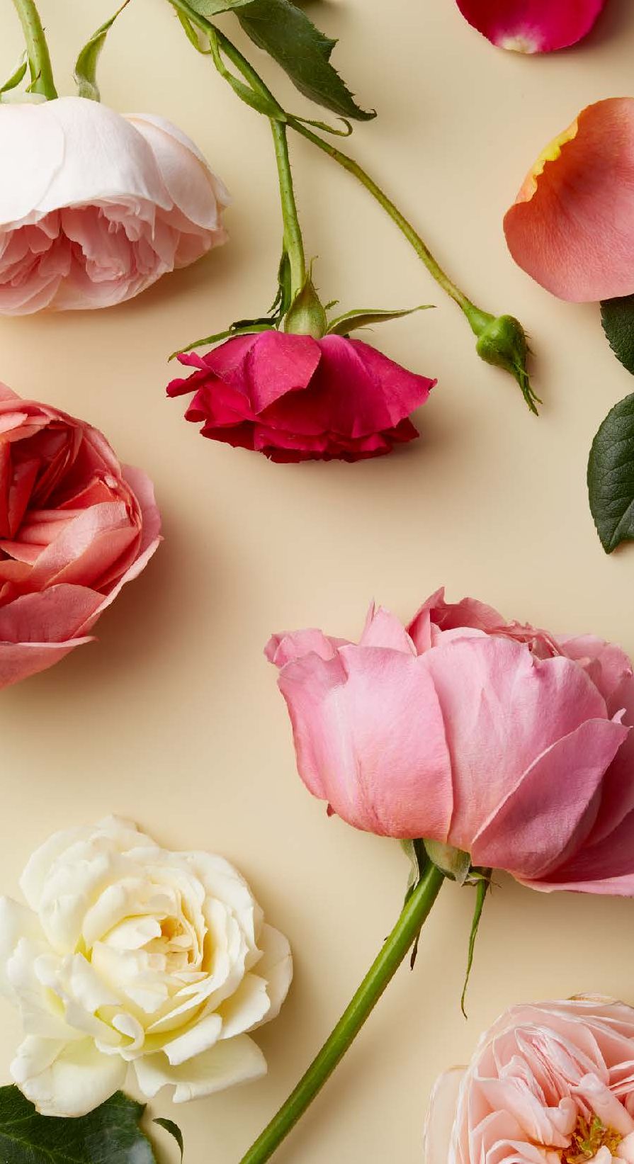 The Botanicals Deck: 70 Plants and Flowers to Enhance Your Life-Plus Herbal Recipes and Rituals
