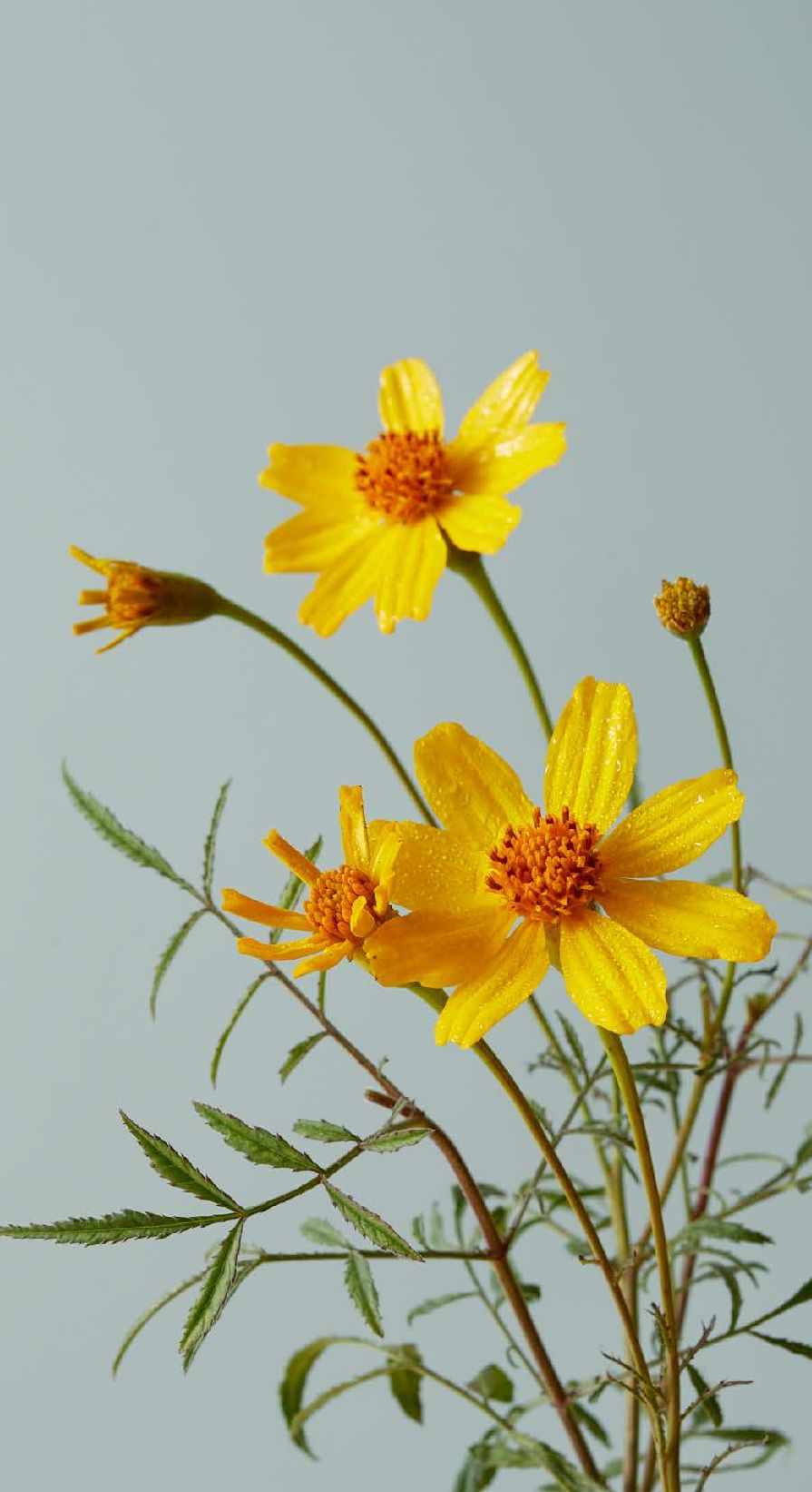 The Botanicals Deck: 70 Plants and Flowers to Enhance Your Life-Plus Herbal Recipes and Rituals