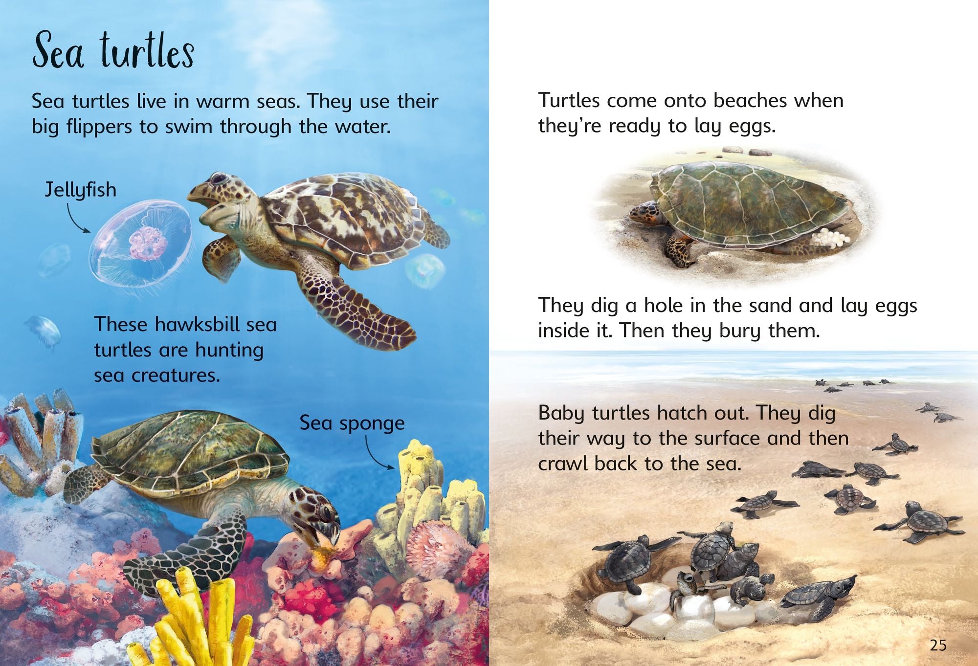On the Beach (Usborne Beginners)