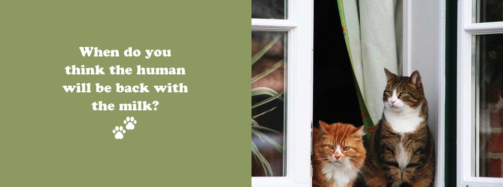 The Secret Thoughts of Cats