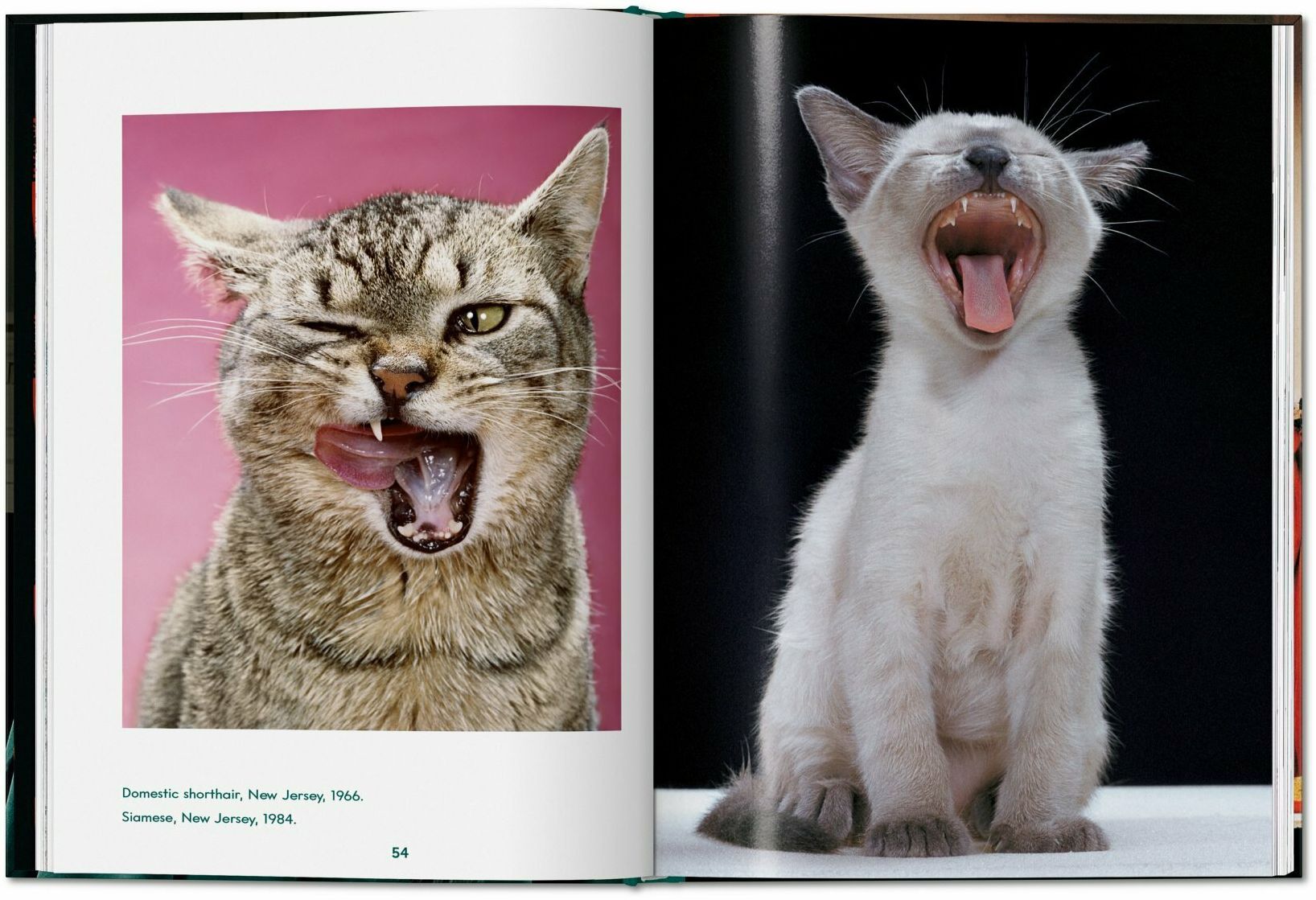 Walter Chandoha. Cats. Photographs 1942-2018