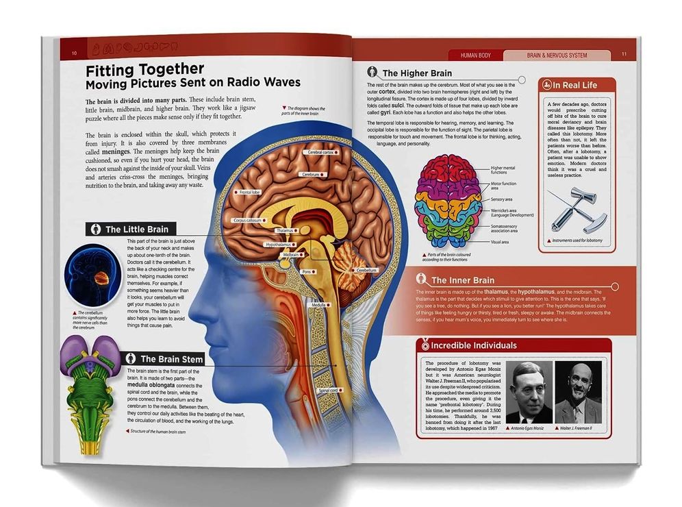 Knowledge Encyclopedia Human Body