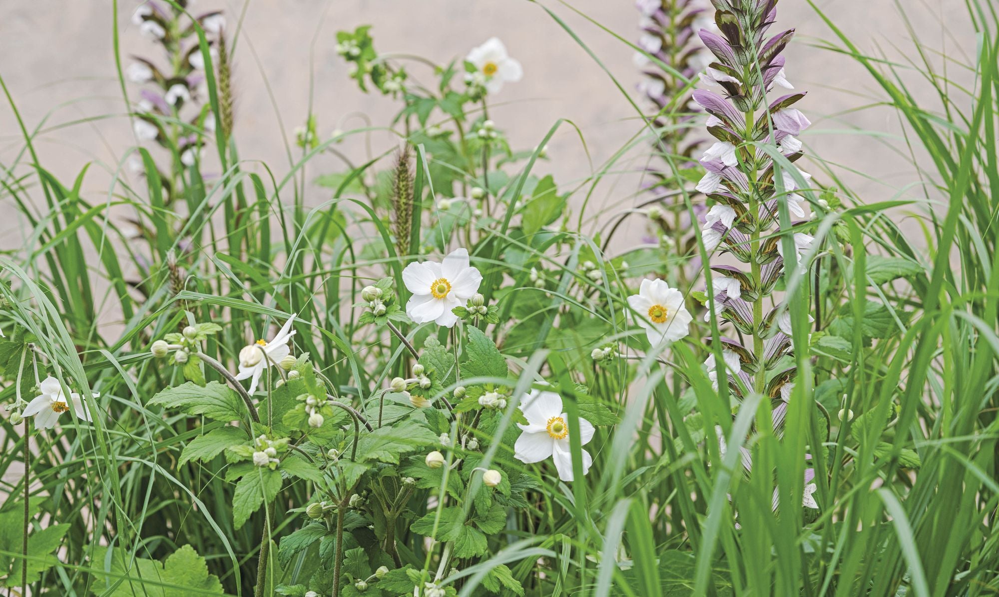 What Grows Together: Fail-Safe Plant Combinations for Every Garden