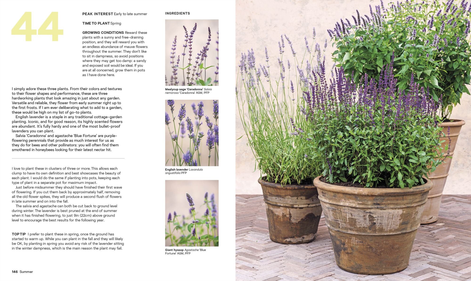 What Grows Together: Fail-Safe Plant Combinations for Every Garden