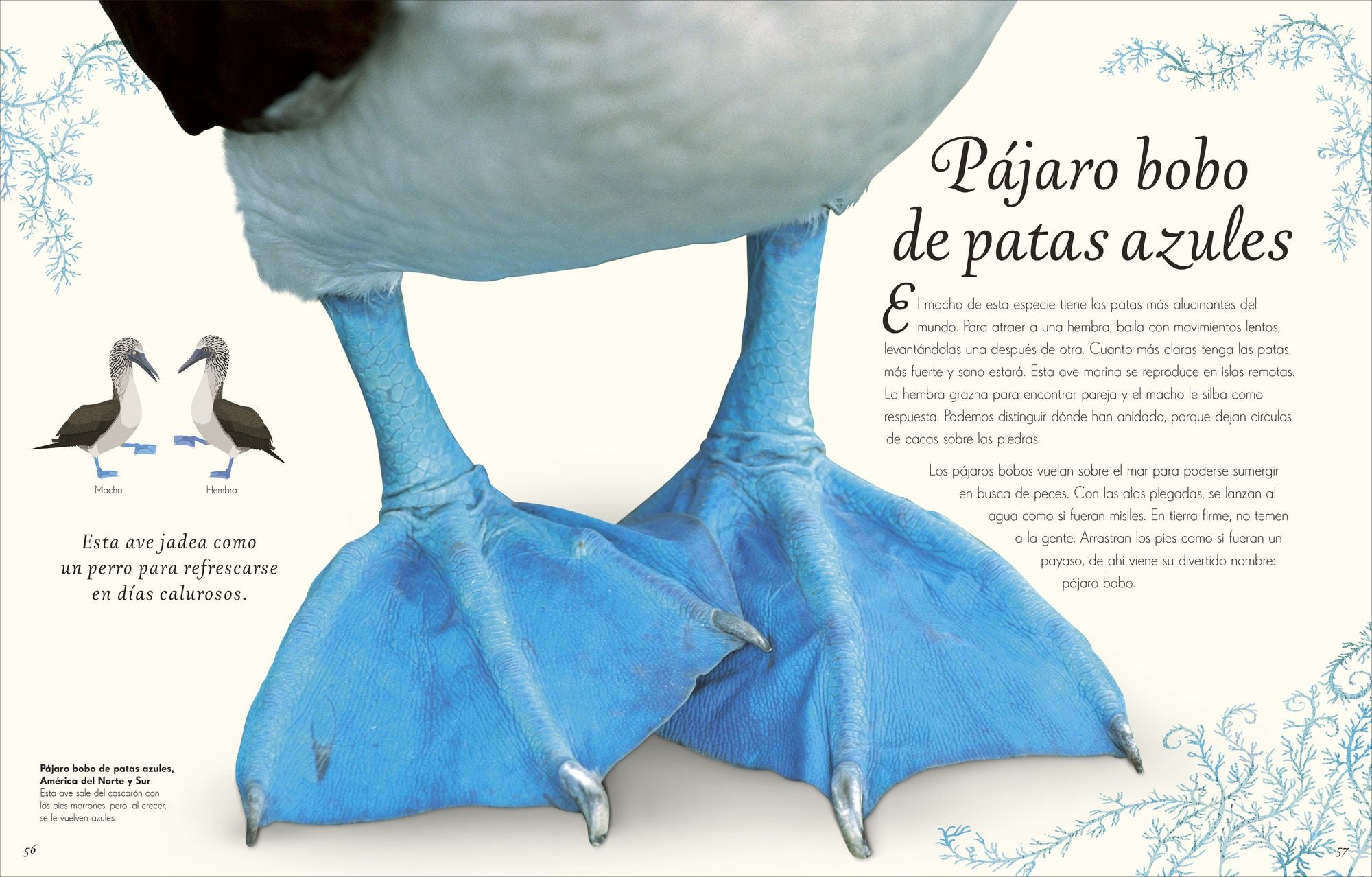 Antología de aves extraordinarias (An Anthology of Exquisite Birds)