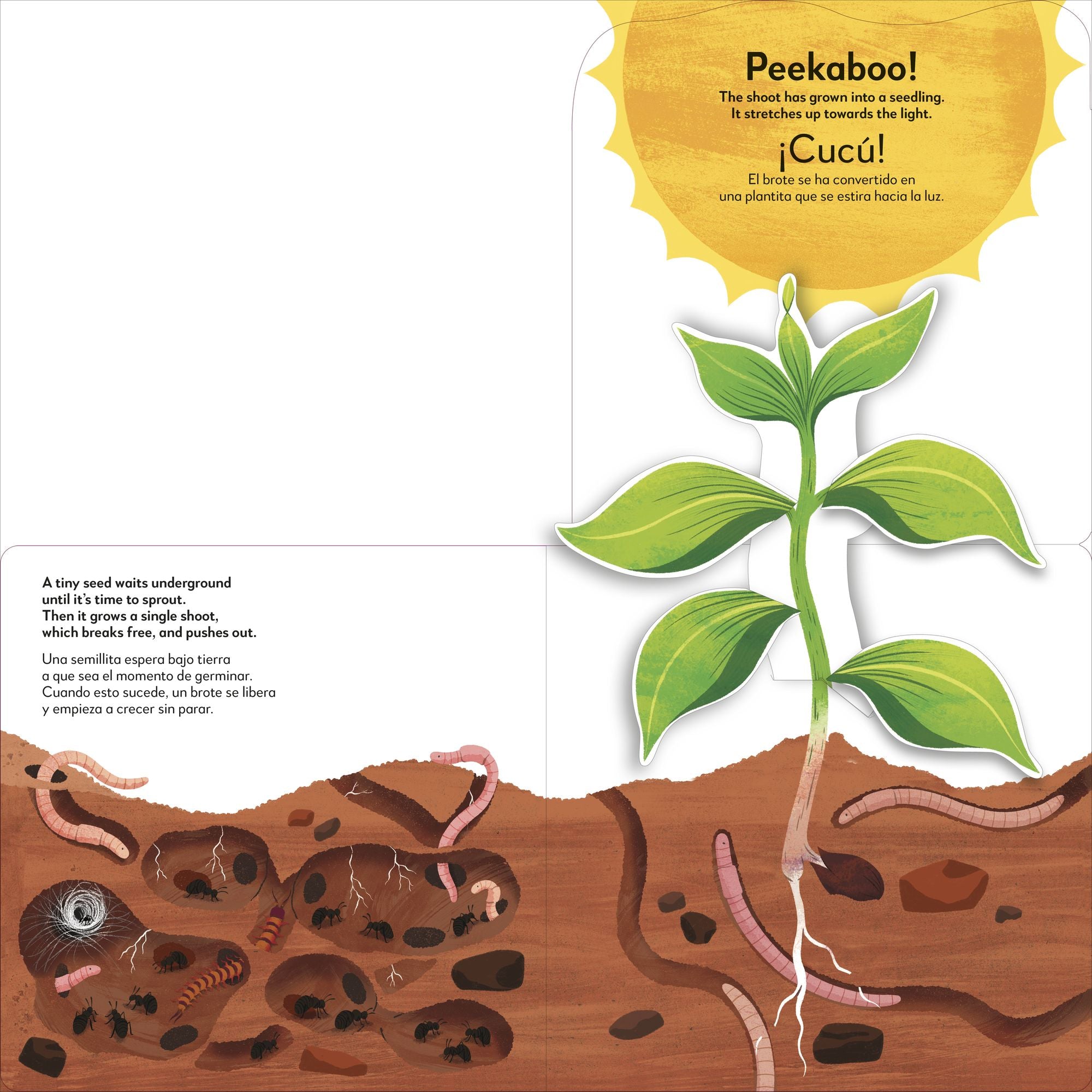 Bilingual Pop-Up Peekaboo! Tree / El árbol