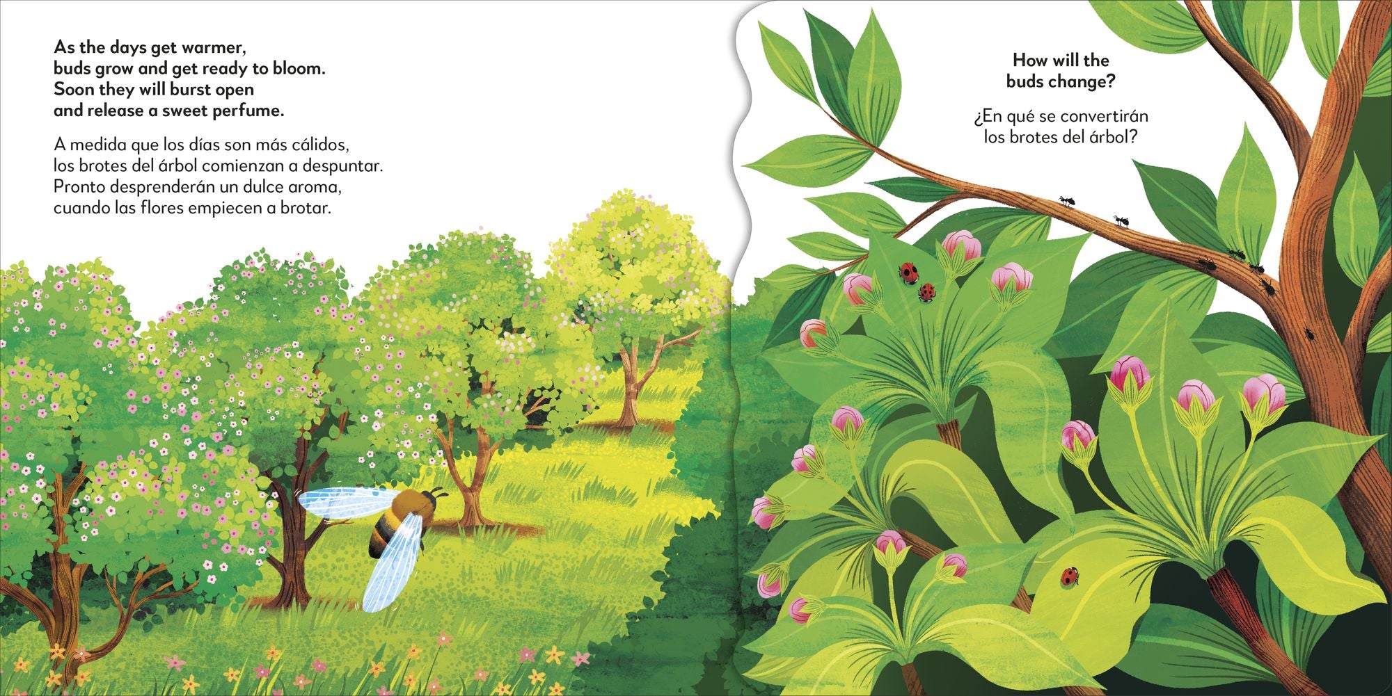 Bilingual Pop-Up Peekaboo! Tree / El árbol